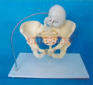 BIRTH DEMONSTRATION MODEL (A TYPE)